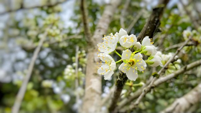 春到恩施赏百花：春色唐崖，如诗如画