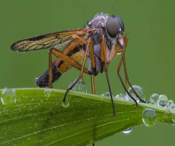蚊子|夏天蚊子多不用怕,农村老奶奶教你两个驱蚊妙招,比点蚊香还管用