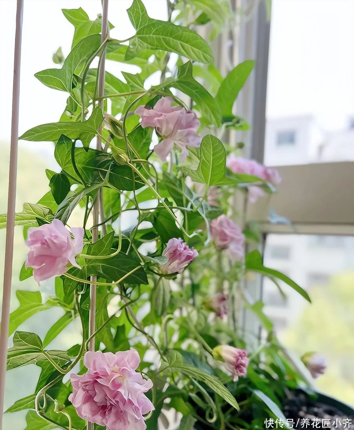 天下风物——《10种“流氓花”，养它的都“后悔”了，一棵就泛滥，铲都铲不完》风光题照