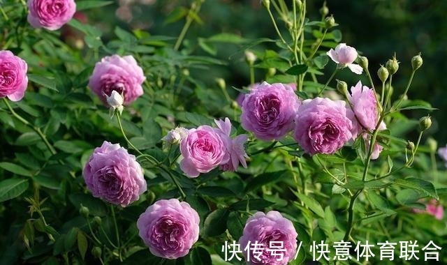 灌木|浓香月季品种大盘点,20个强香品种图文介绍。种一颗满屋飘香!