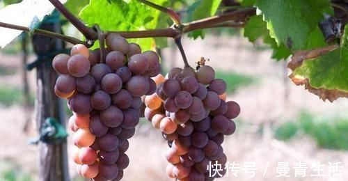 核桃|经常失眠吃点它，胜过“安眠药”，从此远离失眠，睡得香！