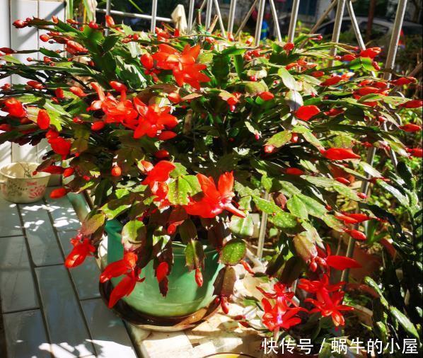 底肥|养花技巧:蟹爪兰一片叶子,蹿出10个花苞,给它喂啥好东西了