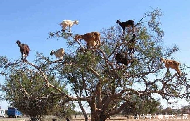 果仁|山羊会上树，谁也挡不住！走，请你去摩洛哥看奇观