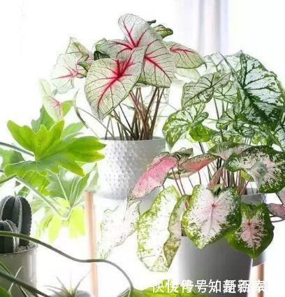 4种花很耐养,沾土就能活,越懒养长得越好,给点阳光就爆盆!