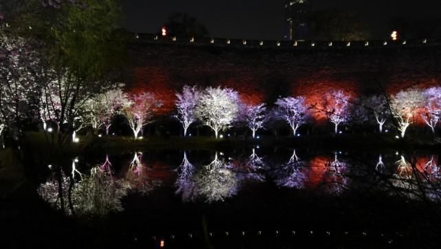 玄武湖樱花绽放的夜景美不胜收