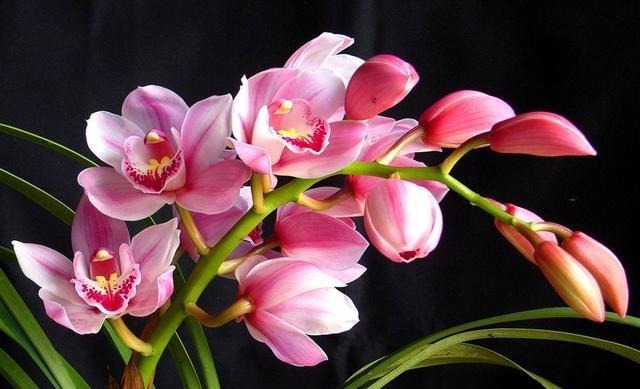 开败的大花蕙兰怎样养护让其第二年再次开花而不出现大小年