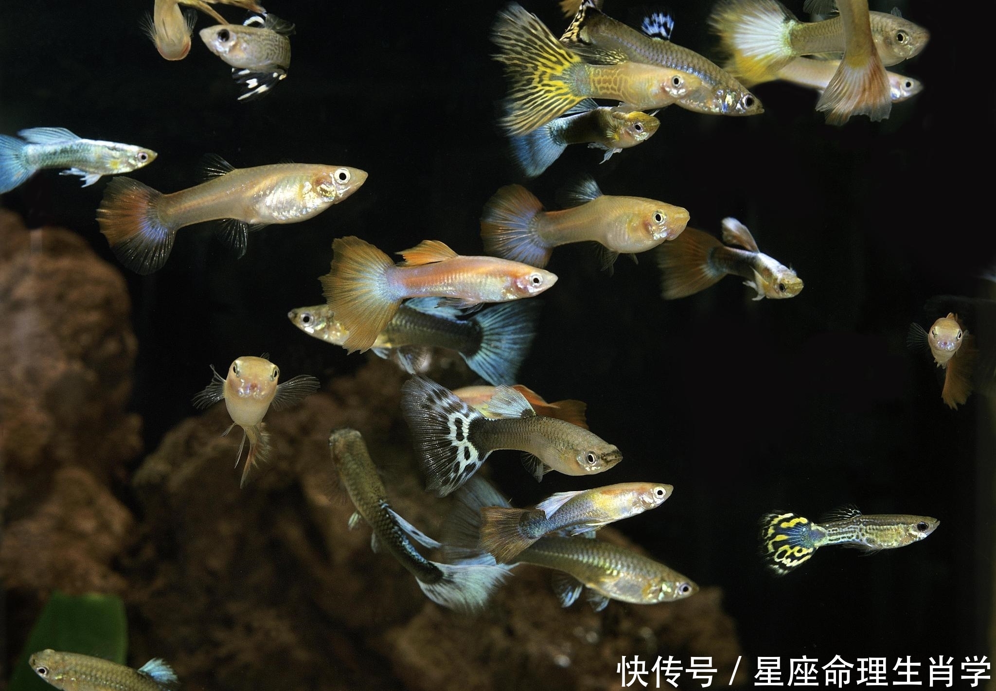 1 5米鱼缸多少升水