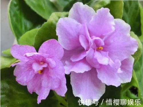 优雅|喜欢牡丹，不如养“高档玫瑰”康沃尔公爵夫人，花开高贵优雅！值