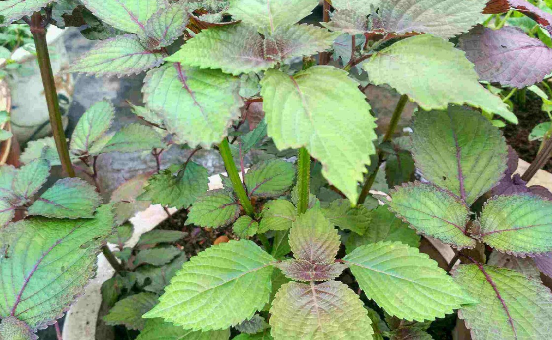 既能吃又能看的植物，一生只用种一棵，以后每年都发芽！