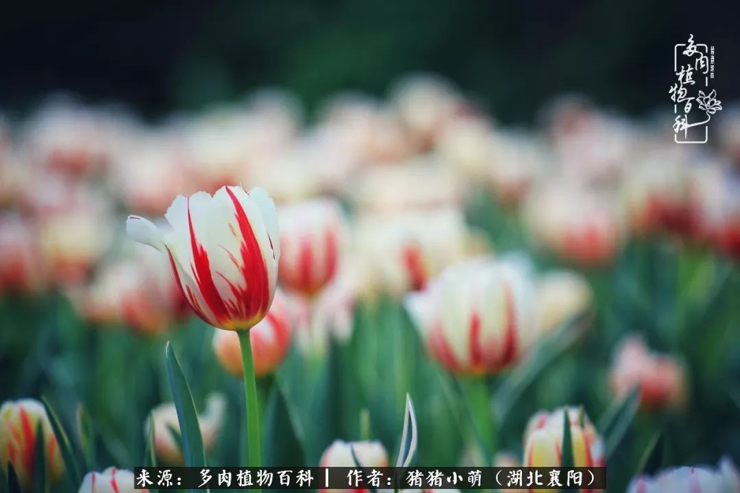 一花一世界,一肉一欢喜!遇见多肉,重新发现生活的美!