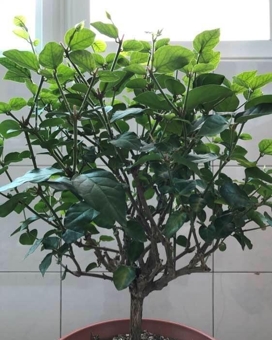 阳台上|养好茉莉花,认真做好3件事,花满枝头,花朵大非常香