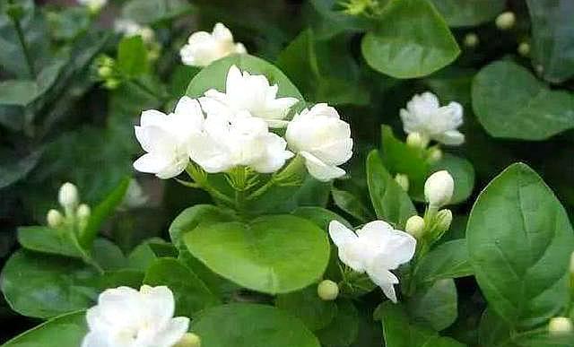 浇水|北方就养这种花，剪根枝条插上就成活，香味十足，花开300多天