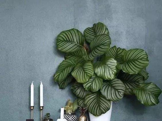 家里放盆栽,有“2养2不养”之说,懂花的人都明白