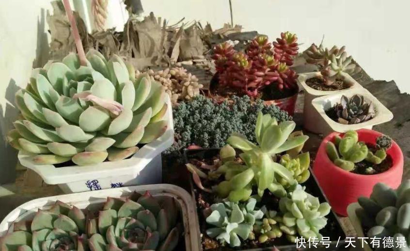 元气大伤|天热多肉不长个该怎么办?多透气、不施肥,不行就只能换盆土