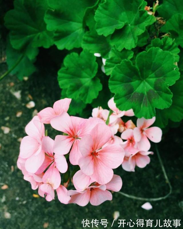 养花就养这些,养好了邻居也羡慕