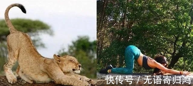瑜伽|如果动物也“瑜伽”是什么样子?这只熊猫也太萌了