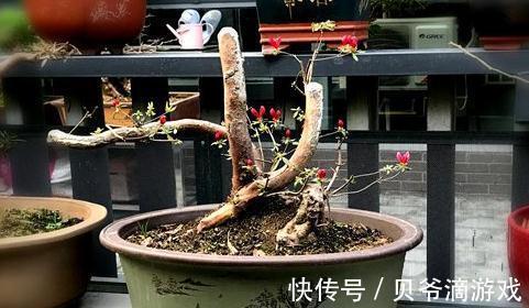 杜鹃花怎么养,杜鹃花的养殖方法和注意事项