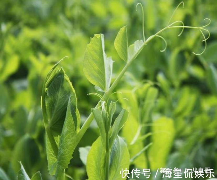 龙须|龙须菜消除疲劳，养眼护肤，掌握四点，种出美味营养的龙须菜来