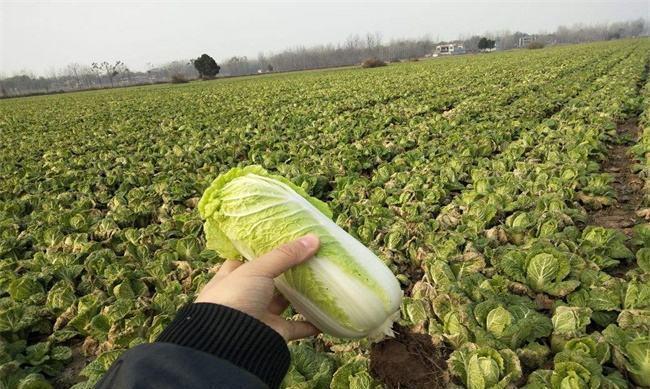 娃娃菜如何选种,专家教您娃娃菜种植技术,夏日烧烤娃娃菜上桌