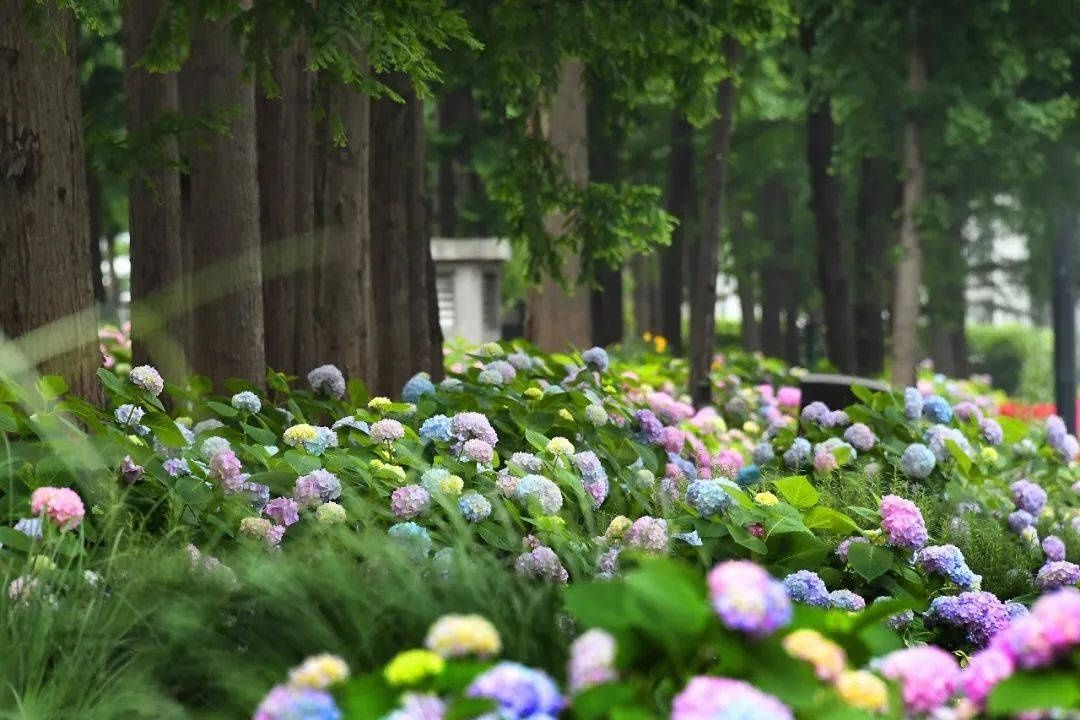 马卡龙|绣球繁花尽绽放 徐汇街头觅“清新”