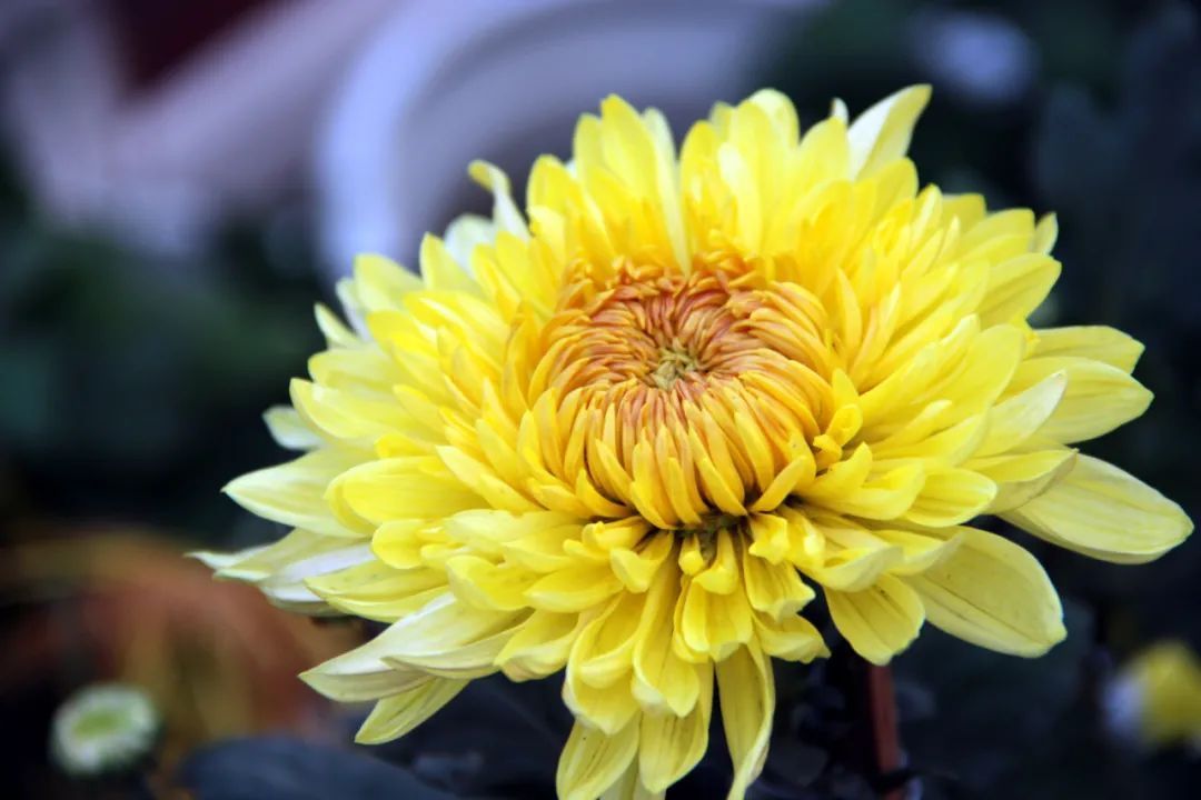 肝经@民间称它是“药中圣贤”,究竟有哪些作用呢?4大妙用你知道吗?