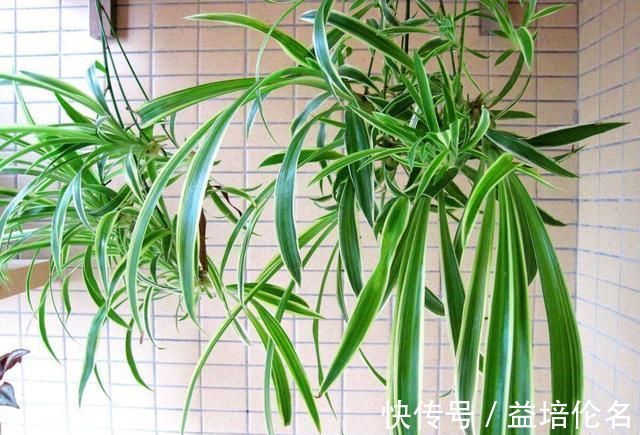 金边吊兰|吊兰放在家中哪个位置摆放在“3个地方”，一天一个样，长爆盆