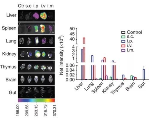  子刊|水果也会用纳米技术？因能治疗癌症，还登上 Nature 和 Cell 子刊！