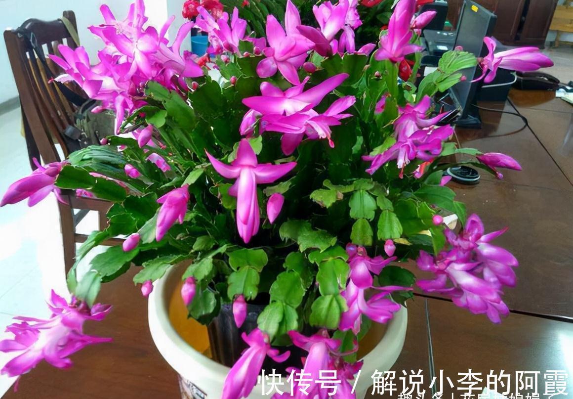 蟹爪兰|蟹爪兰“嫁”给它,层层叠叠的造型太漂亮,到了花期,开满了花