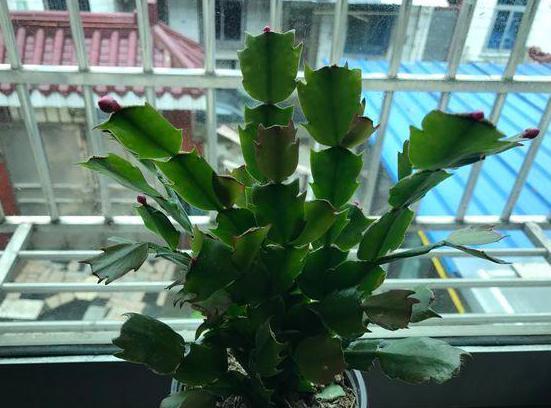 秋养长寿花、蟹爪兰,3方面打好基础,9、10月就能嗖嗖开花