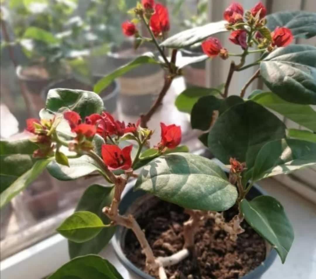 三角梅只长叶子不开花,该怎样去解决?做好3个方面