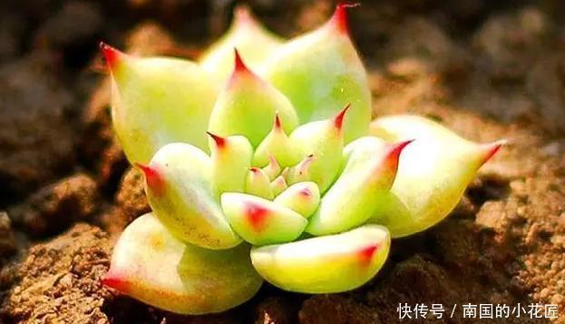 照顾|没有时间照顾多肉盆栽?不怕,这么“懒着养”反而容易出状态!