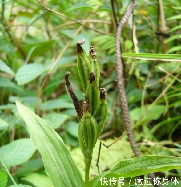 我国特有的单种属珍稀濒危兰花——金佛山兰