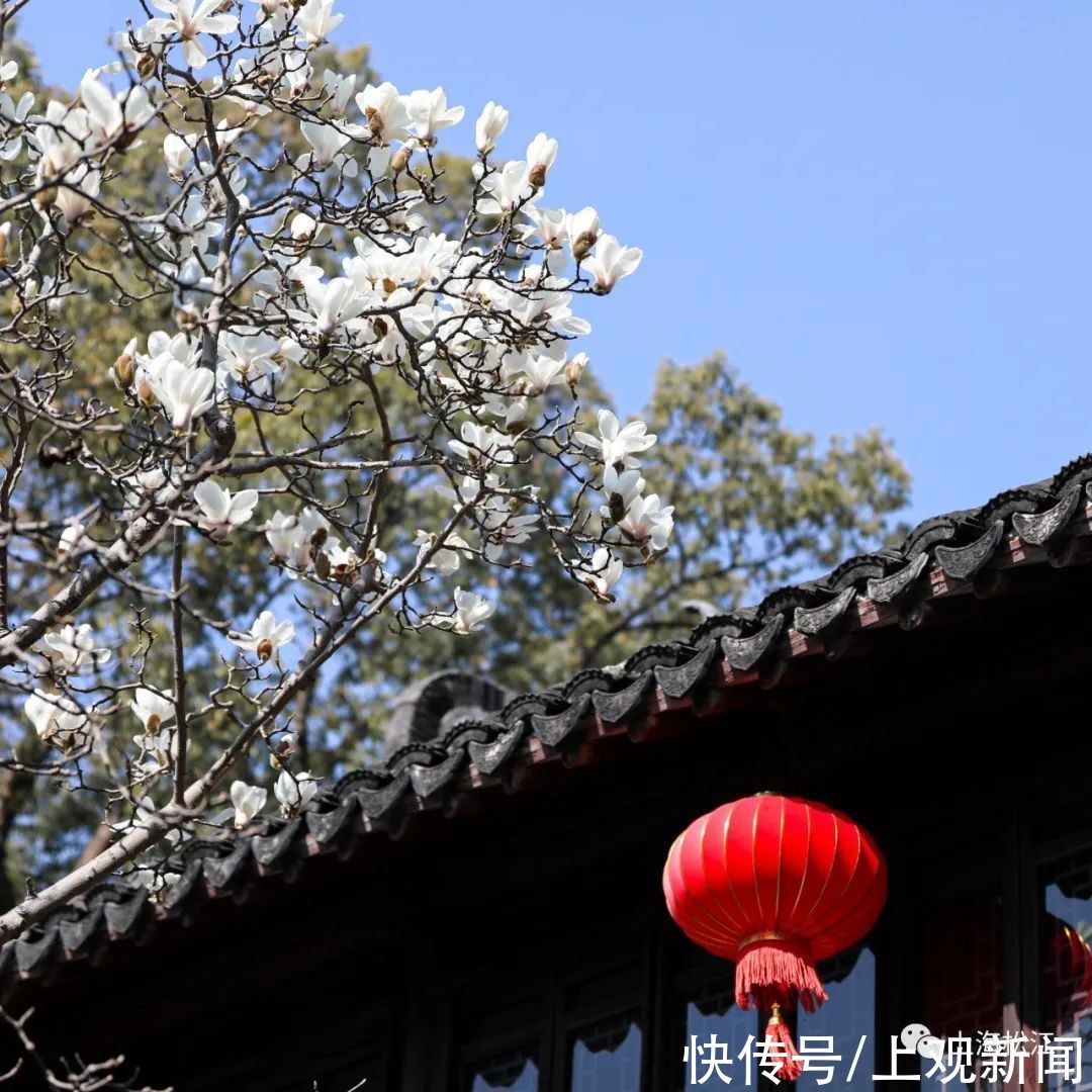 中年|松江今年首波玉兰花绽放，花期就10天，错过等一年