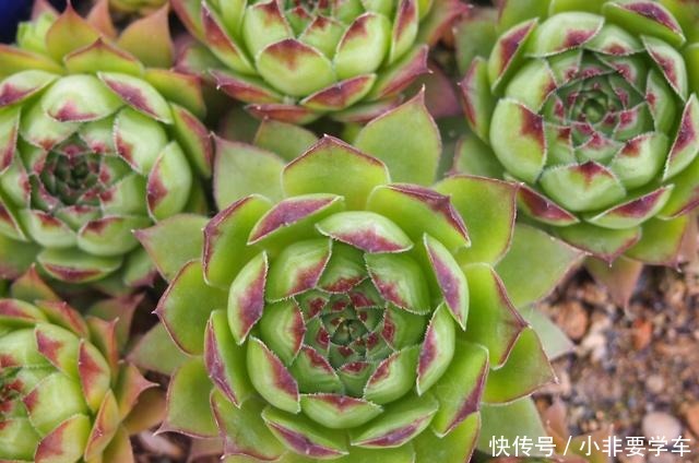 观音莲这样养,轻轻松松养爆盆,一不小心变成一整片!