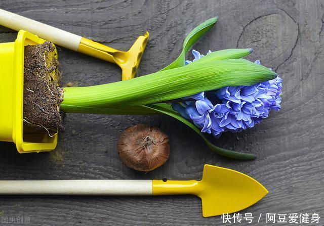 “一次性的”4种花，开完别再浪费时间精力养，不划算