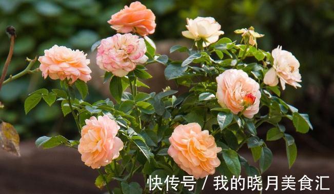 冬季仍然花开满园的果汁阳台,像阳光一样温暖,散发着淡淡的香气