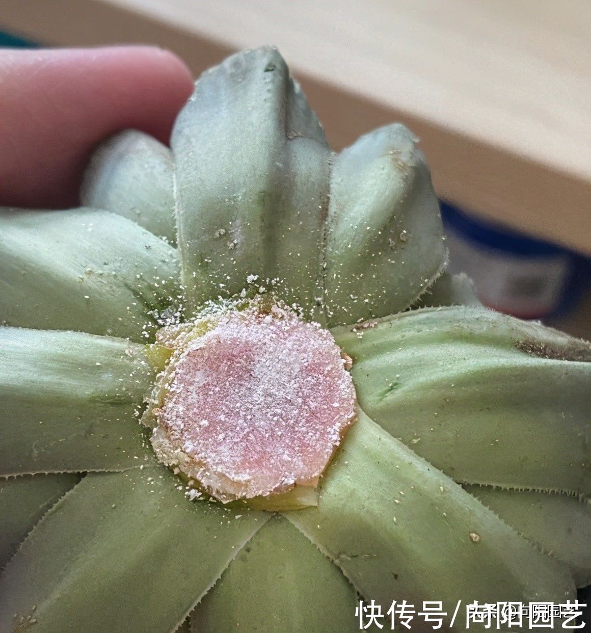 多肉植物|玉露的根烂掉了,一点根都没了,埋到蛭石里,1周长出大白根