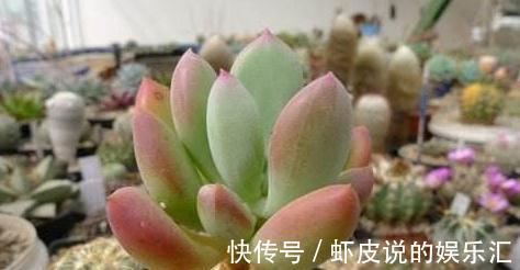 冬季多肉怎么养,做好3点,叶片上色快,轻松养出好状态