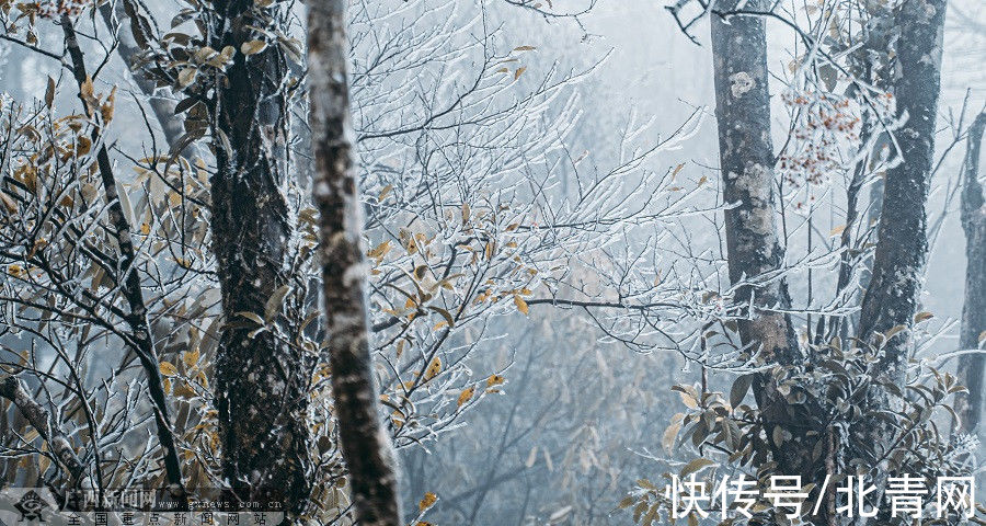 大明山|等你观赏！大明山景区12月26至28日将出现冰凌雾凇