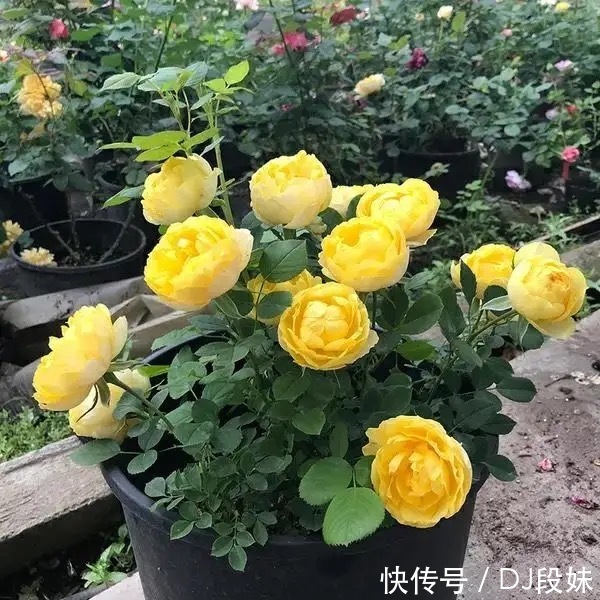 盘点容易混淆的黄花月季品种，能分清其中五个，你就是养花大神