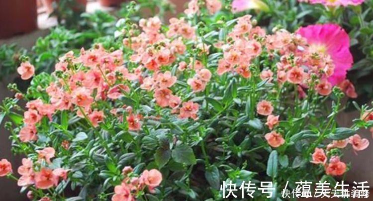 4种旺运花，吉祥添富贵，花美色艳，一言不合就爆盆，你一定喜欢