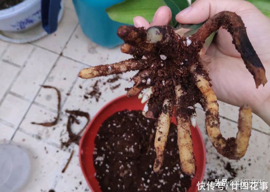 君子兰|君子兰烂根,不要太着急,2种情况酌情处理,大白根重新长出来