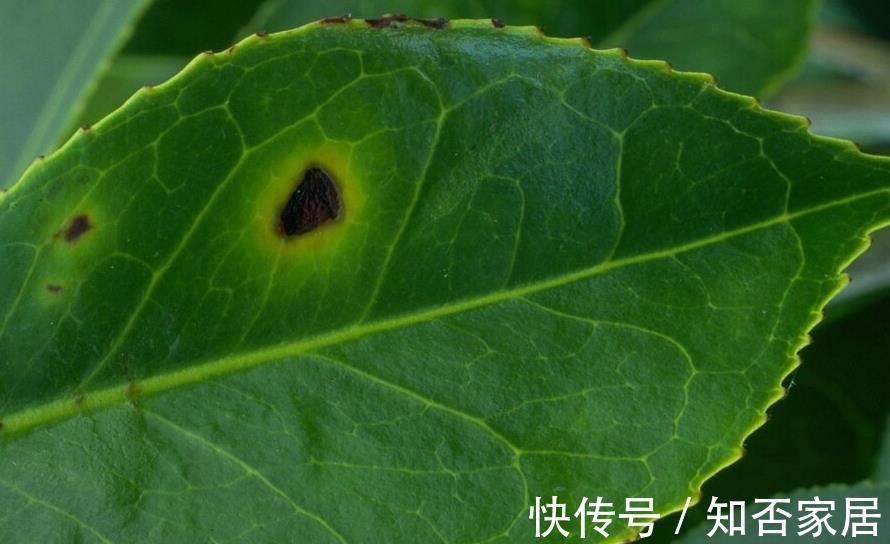 叶片|不注意这些细节，罗汉松越养越丑，养罗汉松必学的常识