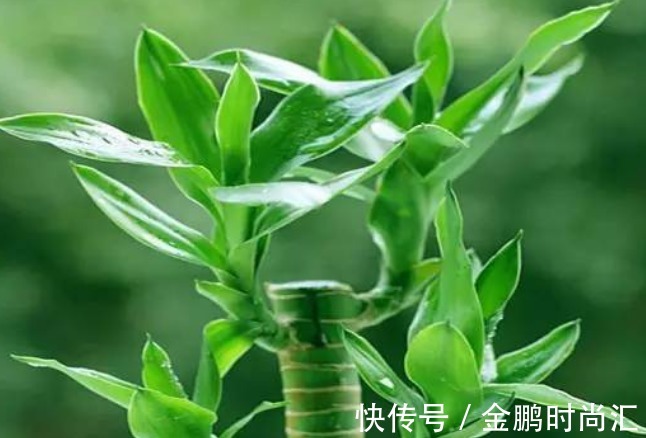 新手养花，不如养盆花中精品“情人菊”，似娇艳情人，美艳优雅