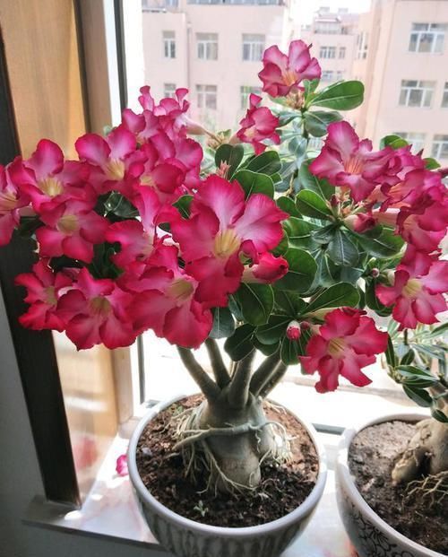 此花是世界名花,开花频繁,种植简单,室内也能养,还可做盆景树