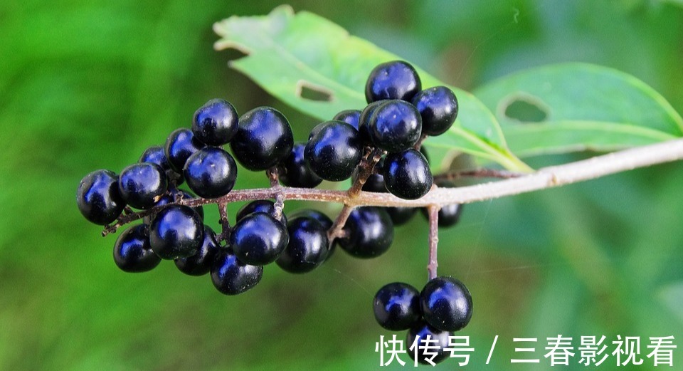 肾气|老中医推荐：最有效的白发转黑方，仅2味药材泡水喝，补虚又乌发