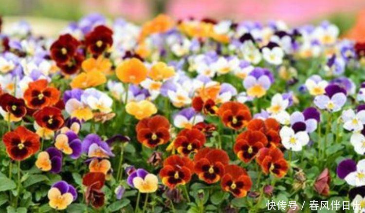 正月二十六,养上这4种花,五颜六色开不停,家里变花海!