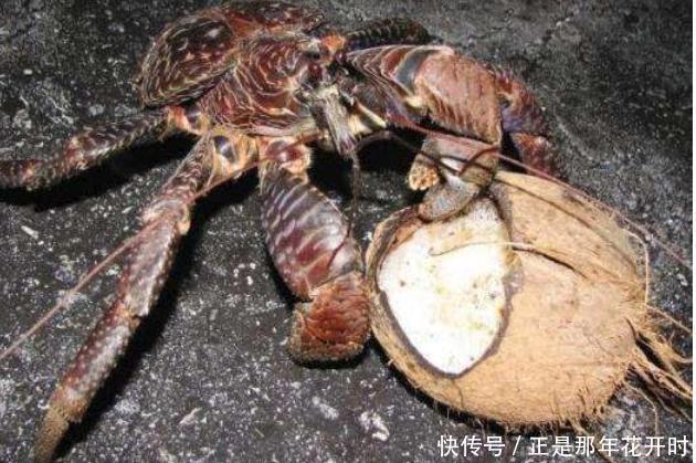 椰子蟹的破坏力有多可怕?一招能夹开大椰子,看完长见识了!