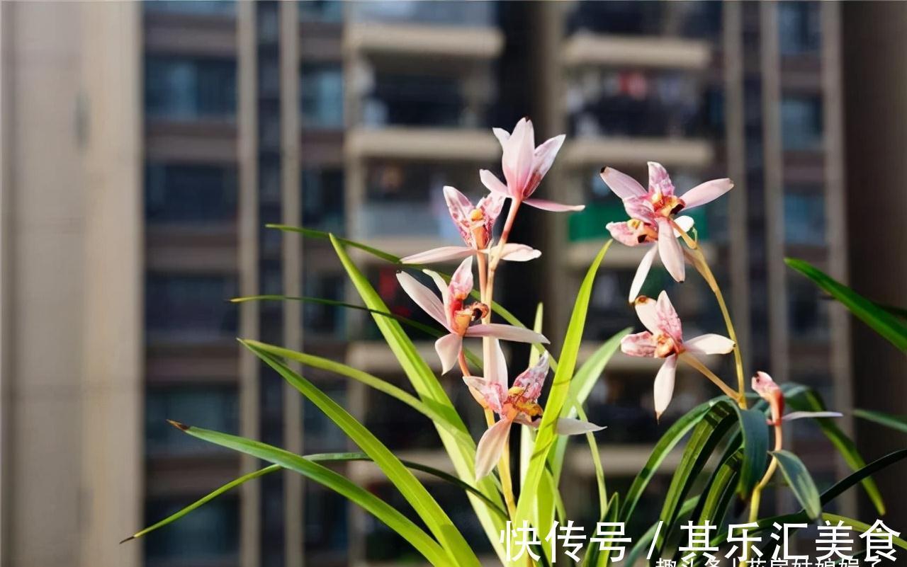 植料|兰花长期不开花,是环境和管理上“惹的祸”,自查3个方面并做好