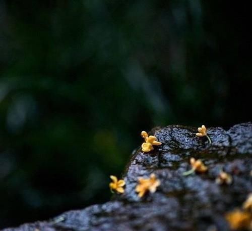 刘景文@苏轼最鼓励人的诗,开篇就是千古名句,字字动人,太经典选入课本